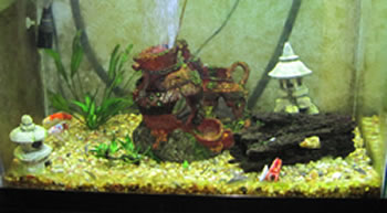 My Aquarium