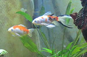 Goldfish