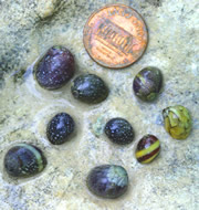 Nerite Snail