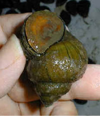 Trapdoor Snail