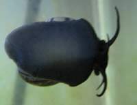 Mystery Snail