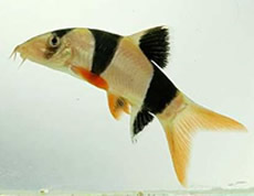 Clown Loach