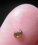 Ramshorn Snail
