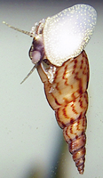 Trumpet Snail